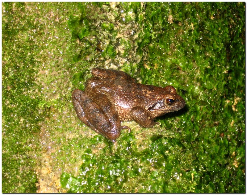 aiuto id . Pelophylax sp. (prov. Arezzo)